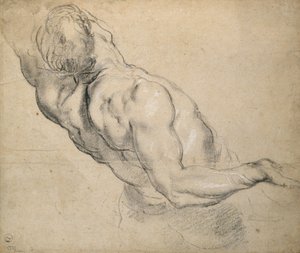 Study of a Nude Male Torso